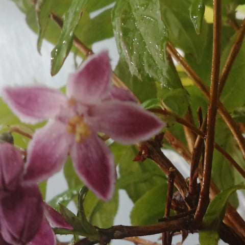 Deutzia - 