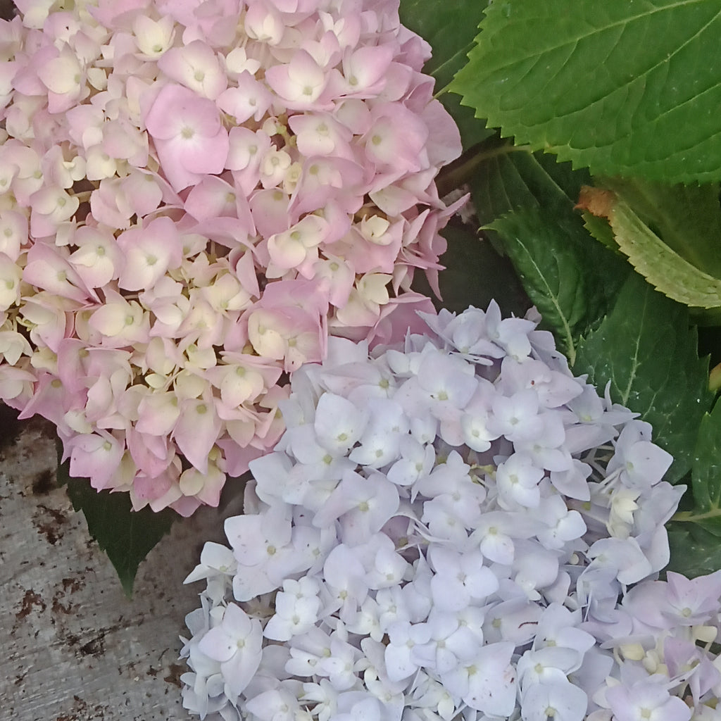 Hydrangea m. - “Endless Summer Original Blue