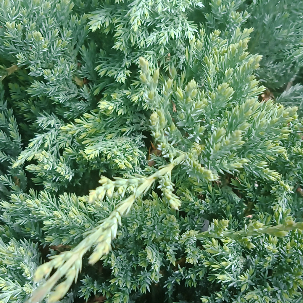 Juniper - 