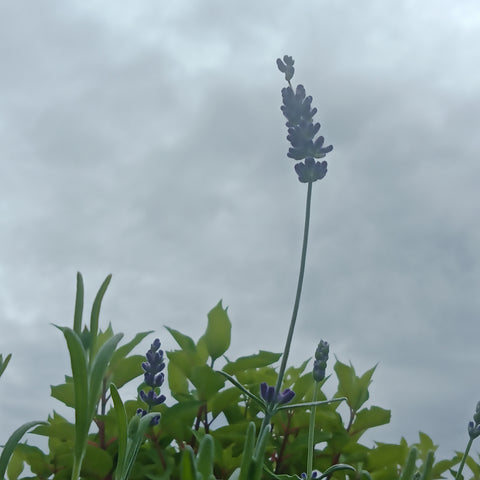 English Lavender - 