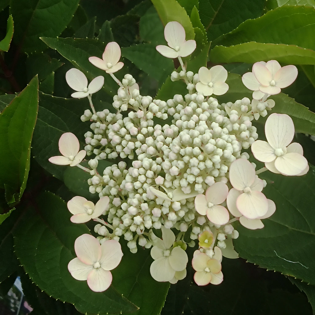 Hydrangea p - 