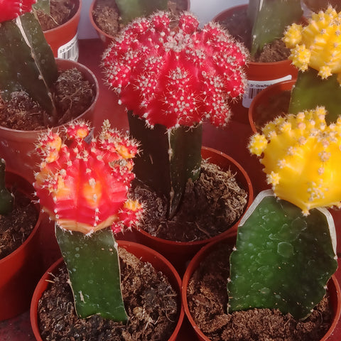 Cactus - “Balloon Grafted” (2.5