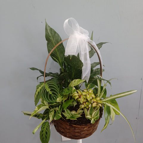 Gift Baskets - Houseplant