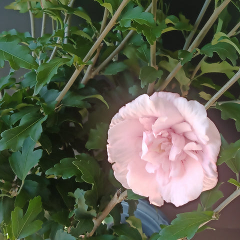 Hibiscus Rose Of Sharon - 