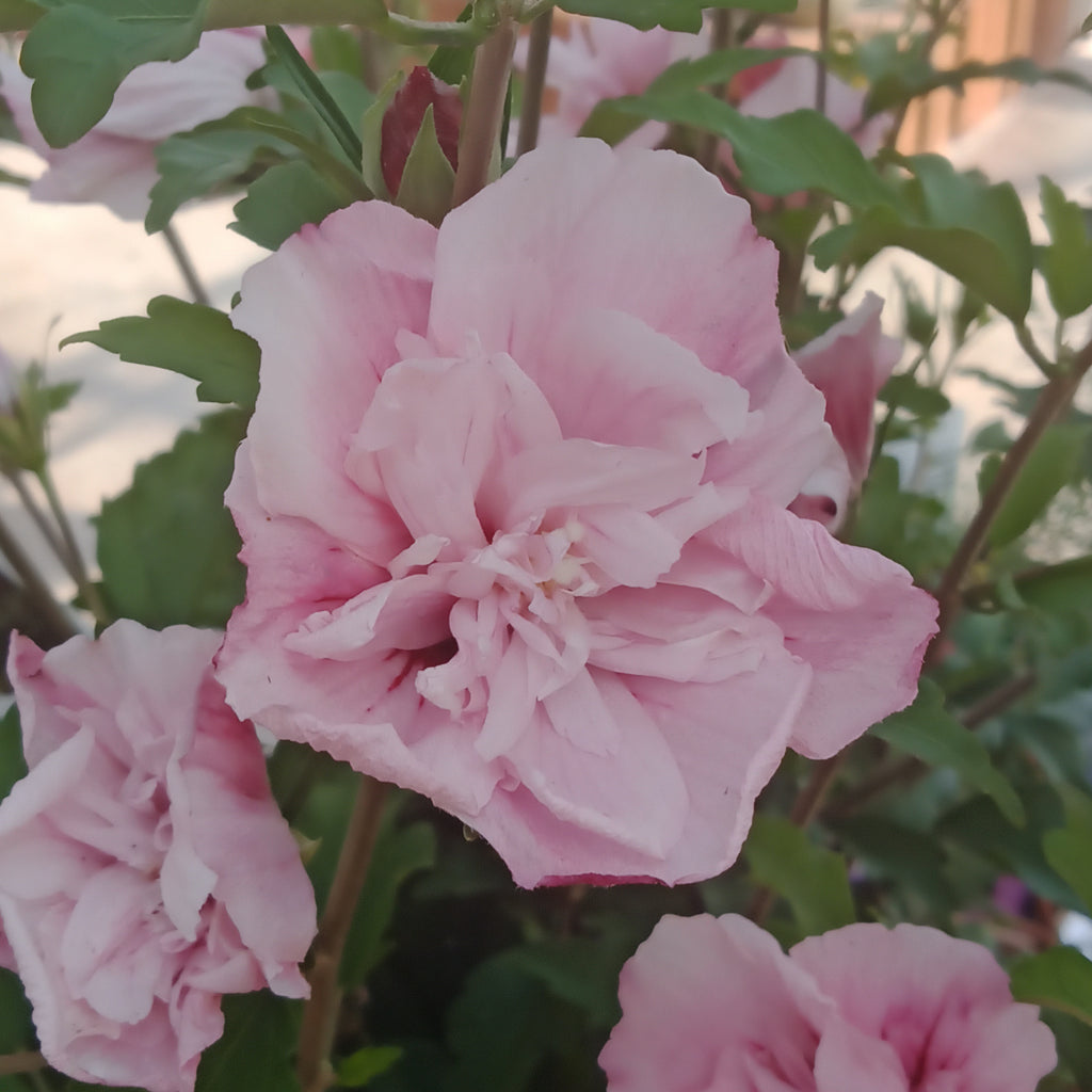 Hibiscus Rose Of Sharon - 
