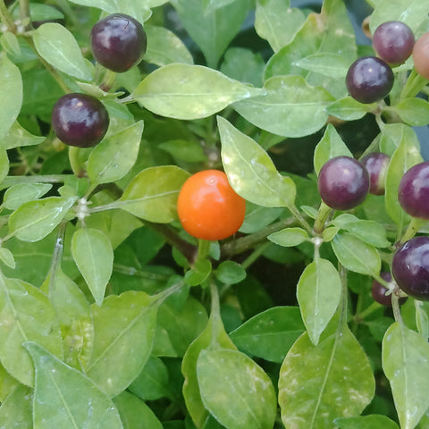 Ornamental Pepper - 5.5” Annual