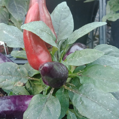 Ornamental Pepper - 5.5” Annual