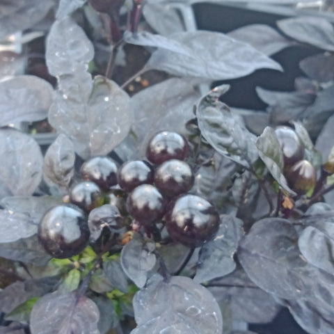 Ornamental Pepper - 5.5” Annual