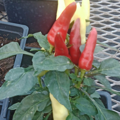 Ornamental Pepper - 5.5” Annual