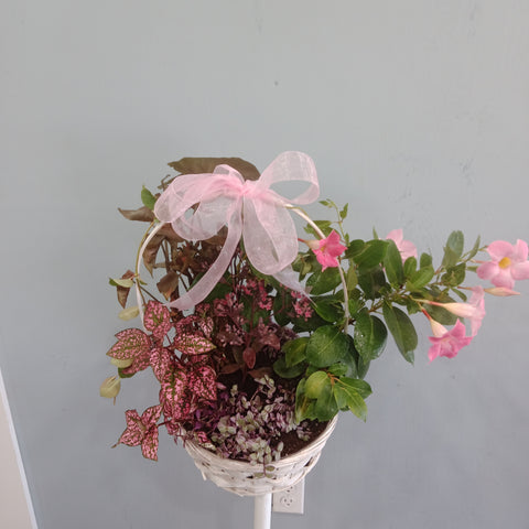 Gift Baskets - Houseplant