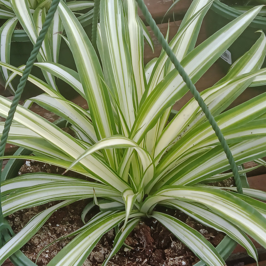 Spider Plant-IN HOUSE GROWN 6