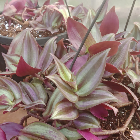 Tradescantia Zebrina  GROWN IN HOUSE