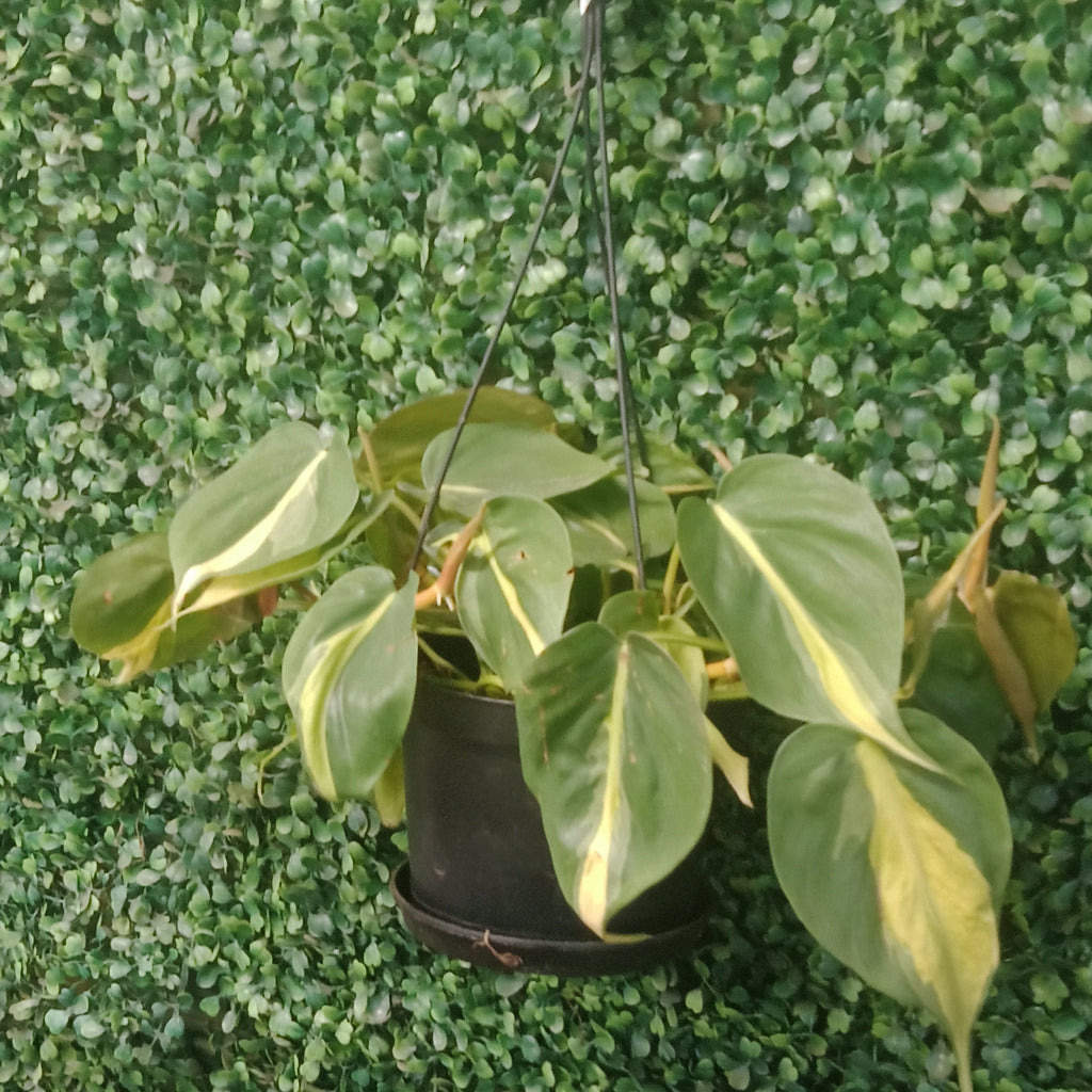 Philodendron Brazil (6”) Hanging