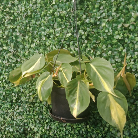 Philodendron Brazil (6”) Hanging