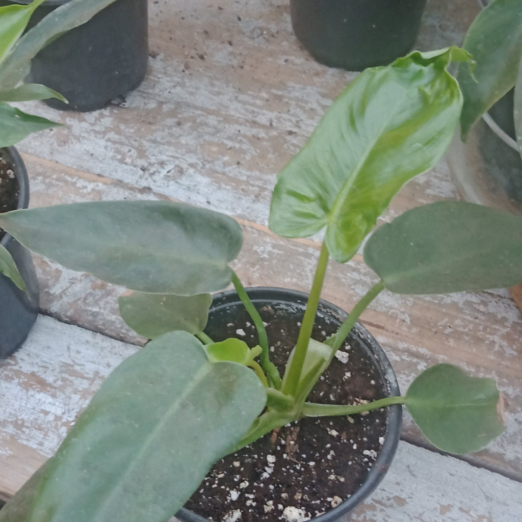 philodendron green dragon care Philodendron