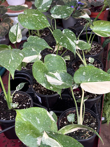 Monstera - 