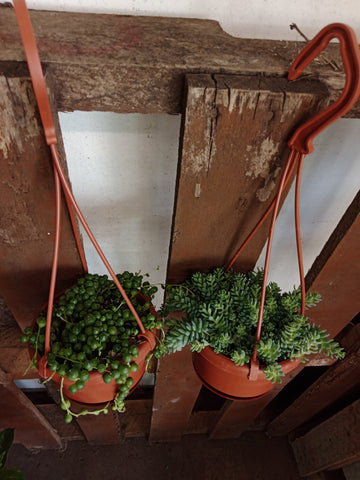 Hanging Basket - 