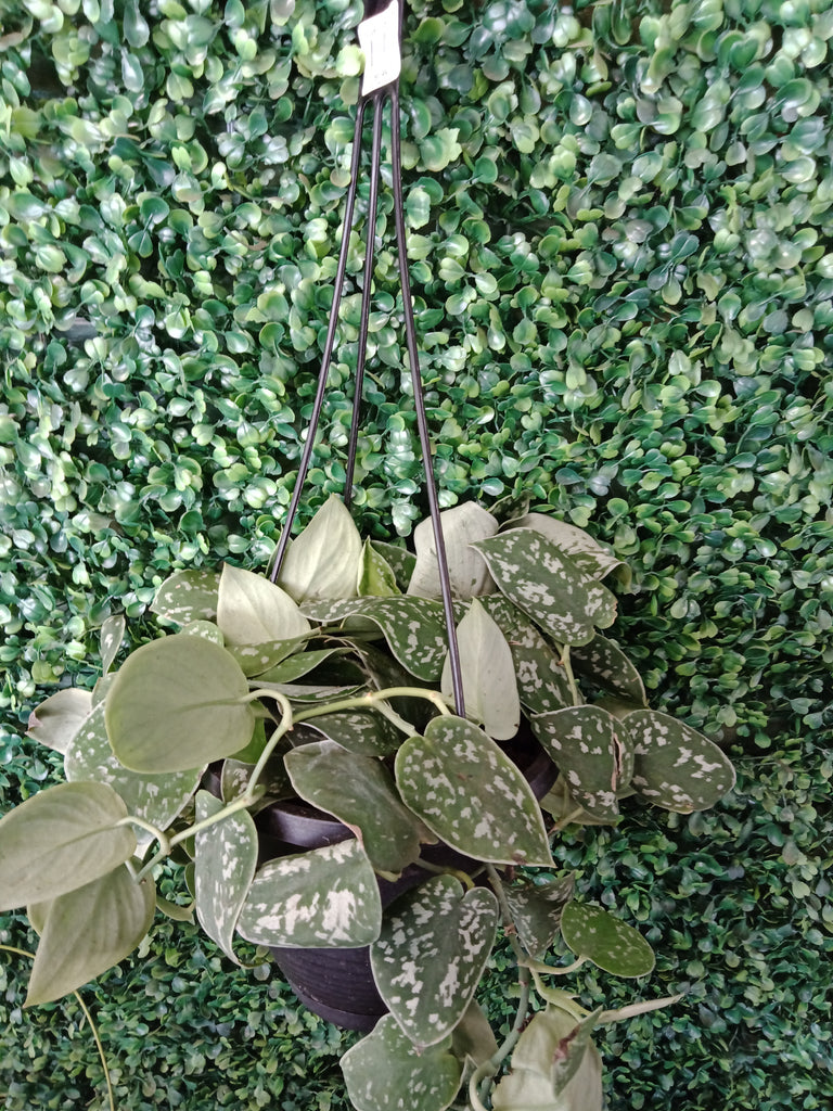 Pothos - 