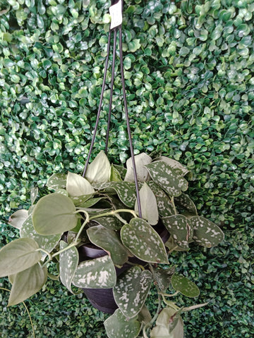 Pothos - 