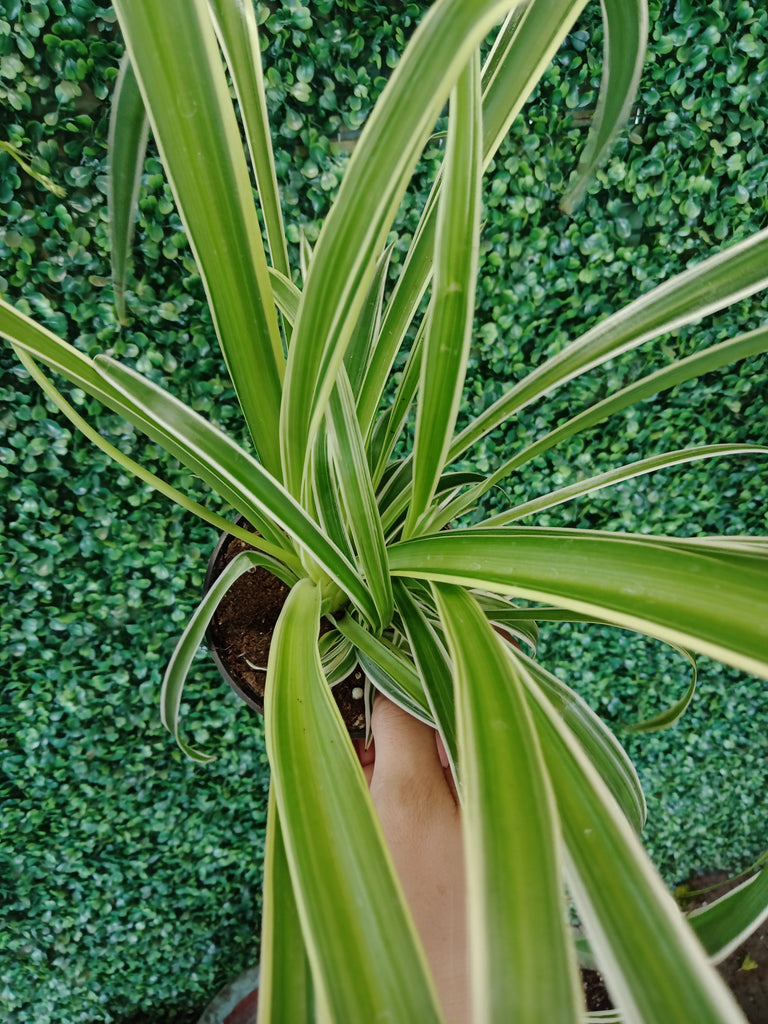 Chlorophytum -Spider plant 4/5