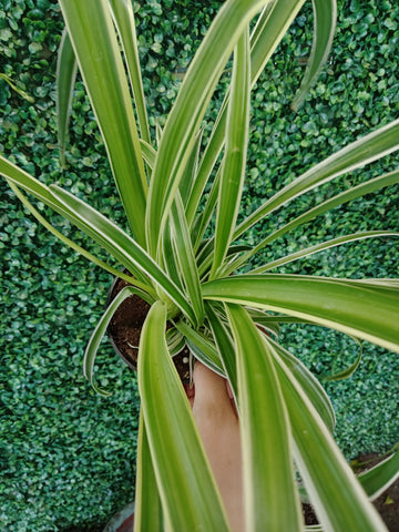 Chlorophytum -Spider plant 4/5