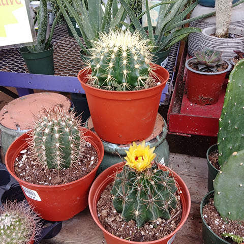 Cactus - 