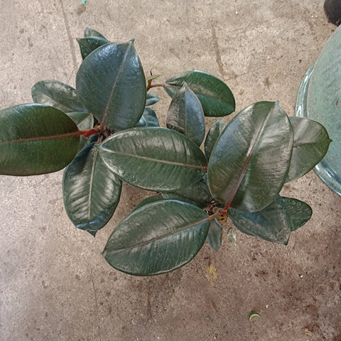 Ficus - 4