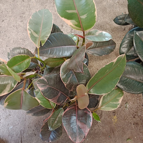 Ficus - 4