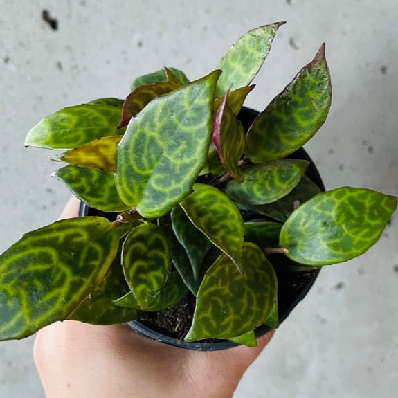 Lipstick Plant - Black Pagoda (4