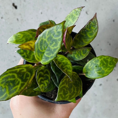 Lipstick Plant - Black Pagoda (4
