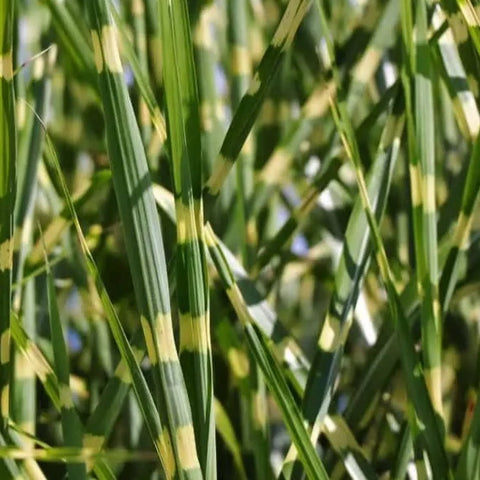 Maiden Grass - 