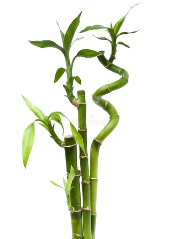 Lucky Bamboo - “Assortment”
