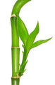 Lucky Bamboo - “Assortment”