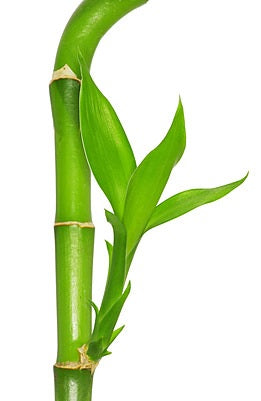 Lucky Bamboo - “Assortment”
