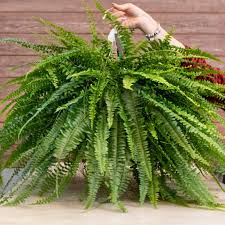 Fern Boston Hanging 6