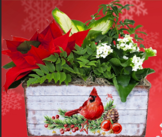 Cardinal Planter Box - 