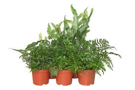Assorted Ferns (6”)