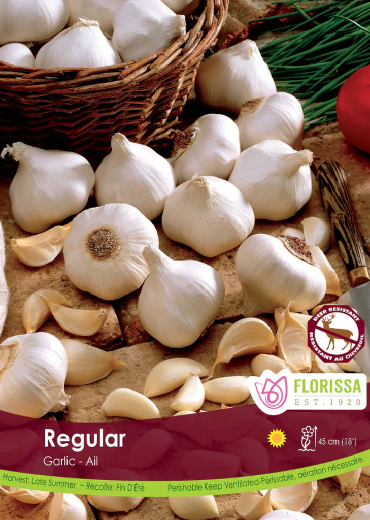 Bulbs - 