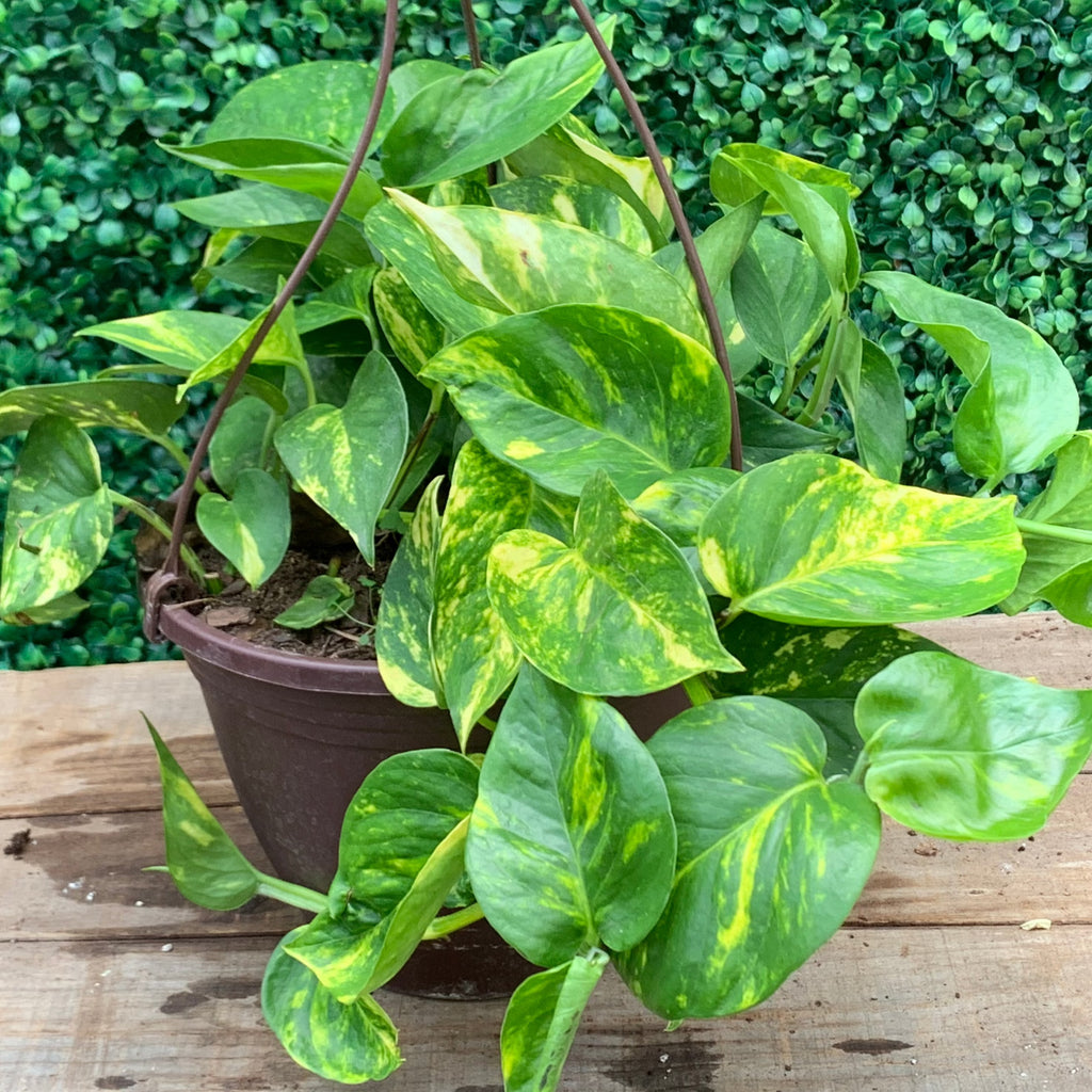 golden poth Potho Golden 6" Hanging – Vankampens Greenhouses