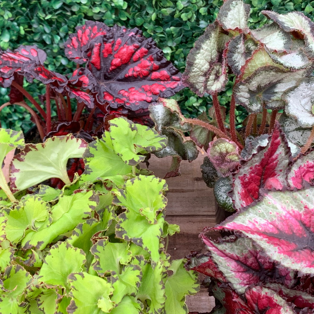 Begonia - “Rex” (4
