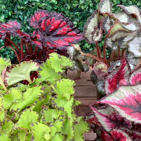 Begonia - “Rex” (4