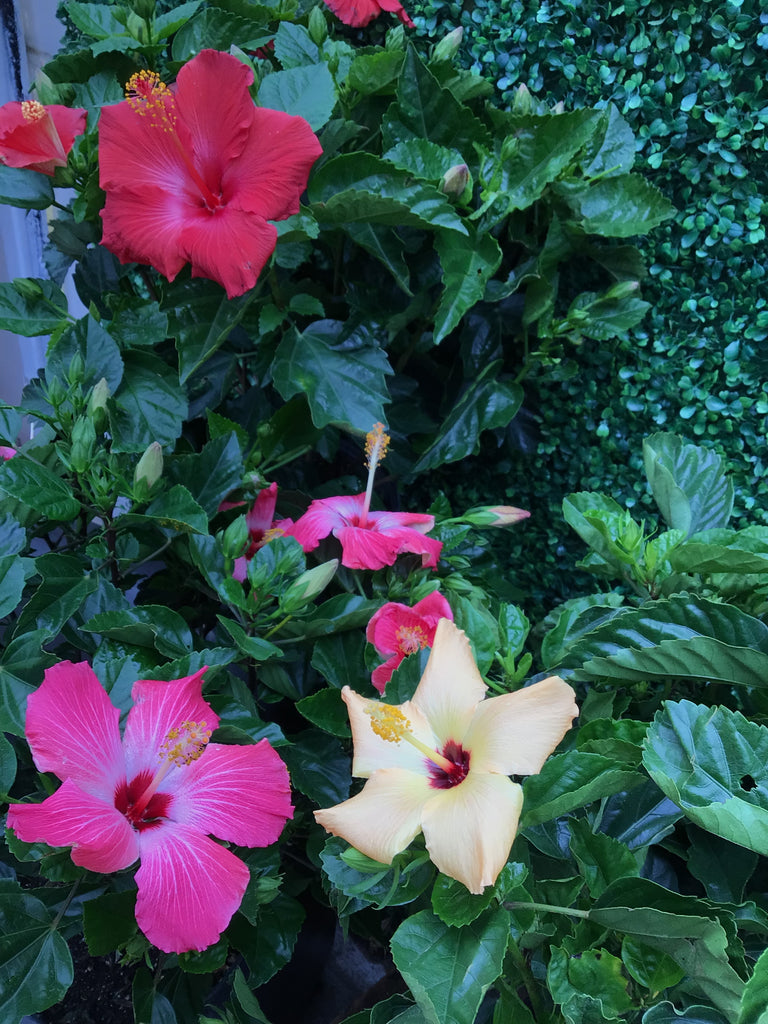 Hibiscus 8