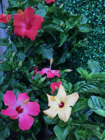Hibiscus 8