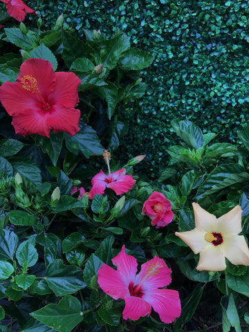 Hibiscus 8