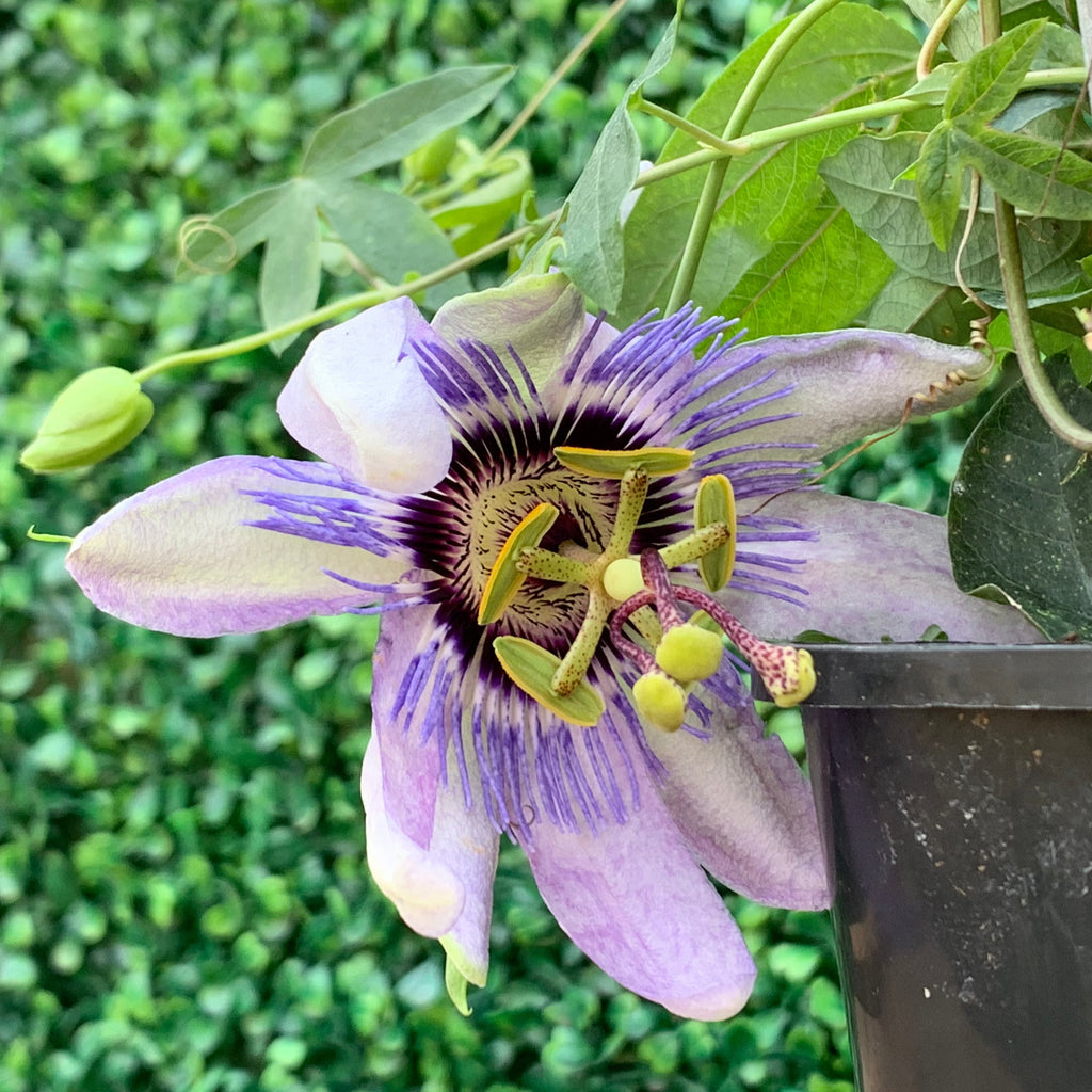 Passionflower - “Assorted”