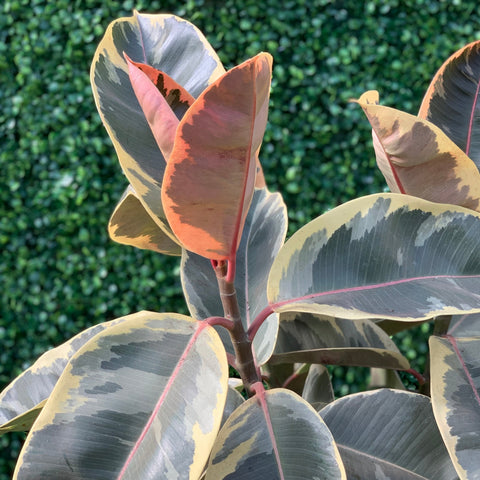 Ficus - 6