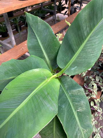 Banana Plant - 