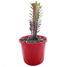 Euphorbia - 