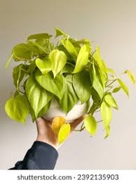 4'' Philodendron - 