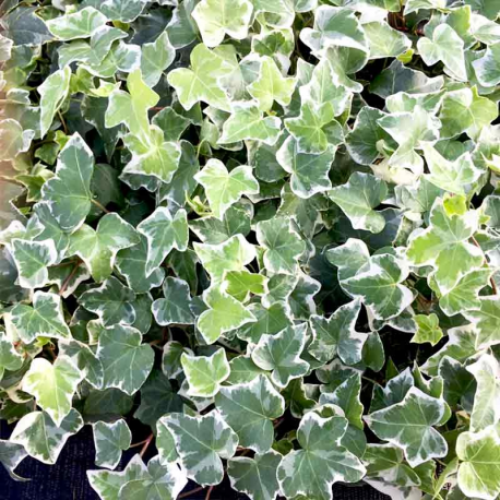 English Ivy (6